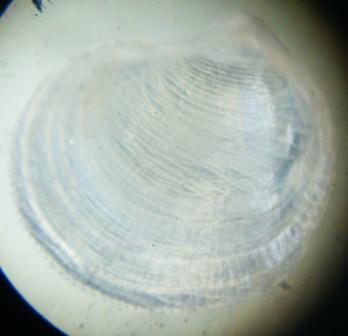 Bivalve 6